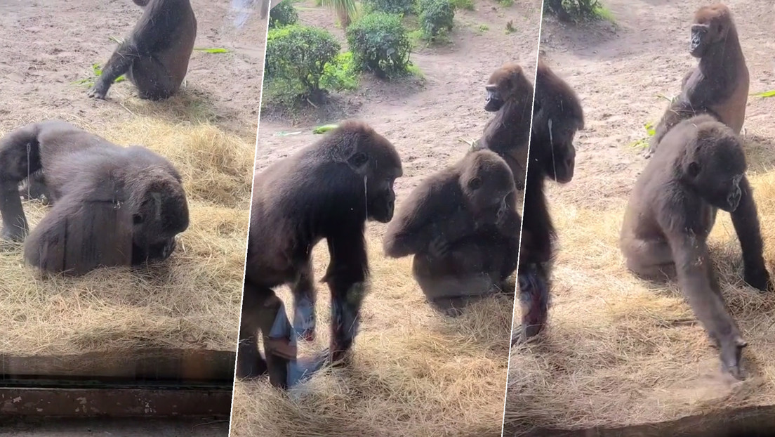 La reacción de unos gorilas al descubrir una serpiente dentro su jaula cautiva a las redes y ya tiene más de 12 millones de visualizaciones en TikTok