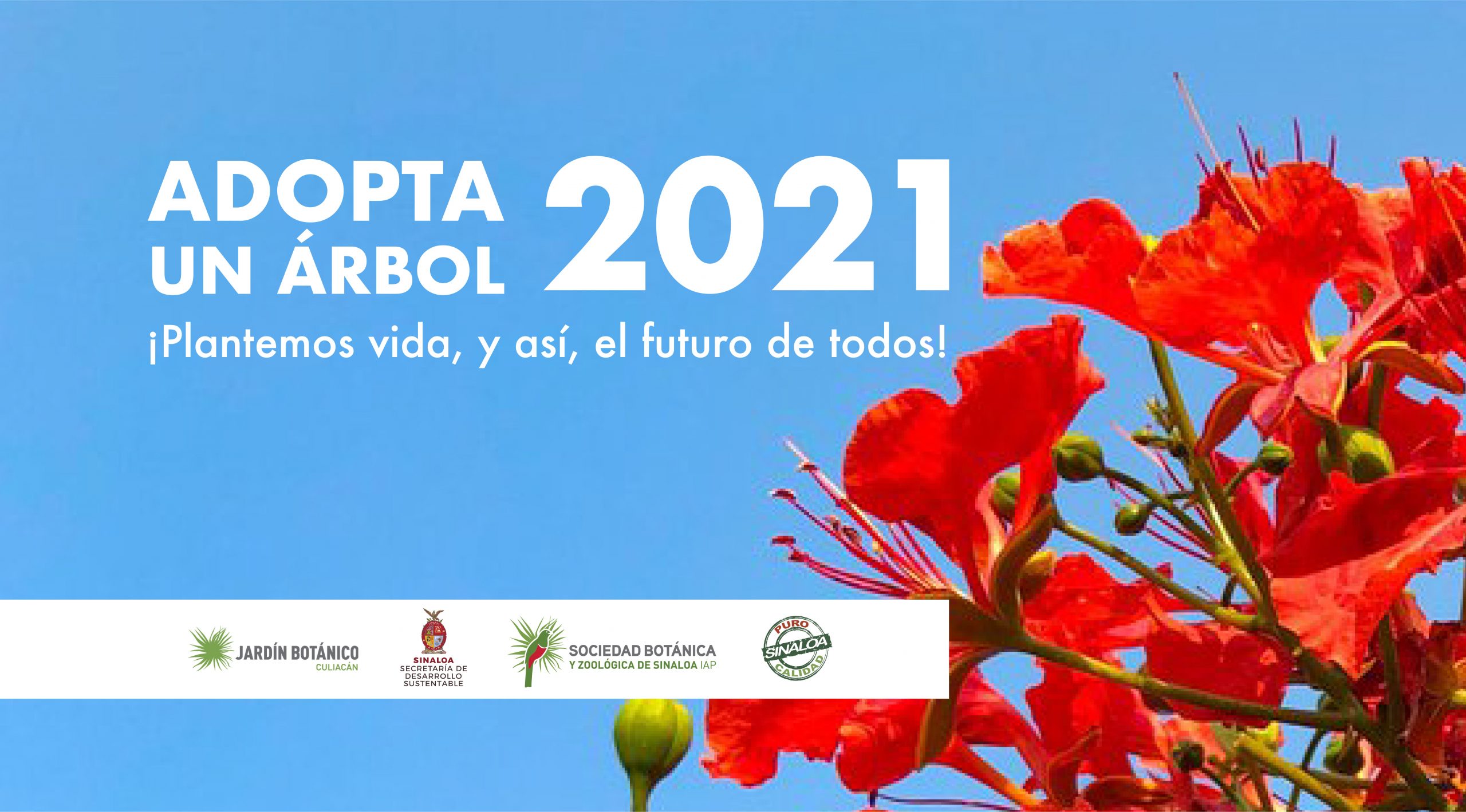 Invitan a participar en la campaña “Adopta un Árbol”
