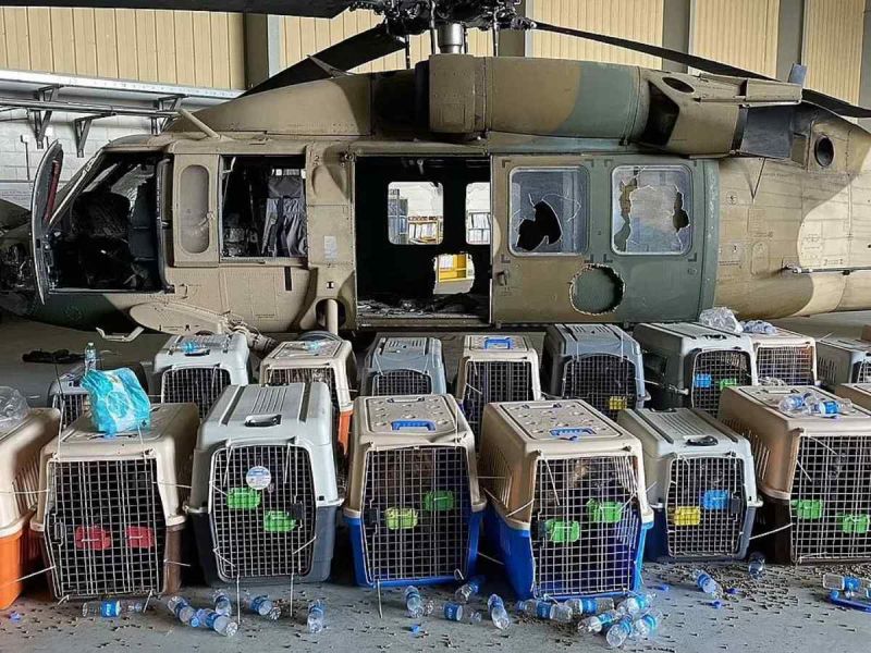 EU abandona a decenas de perros de trabajo en Afganistán