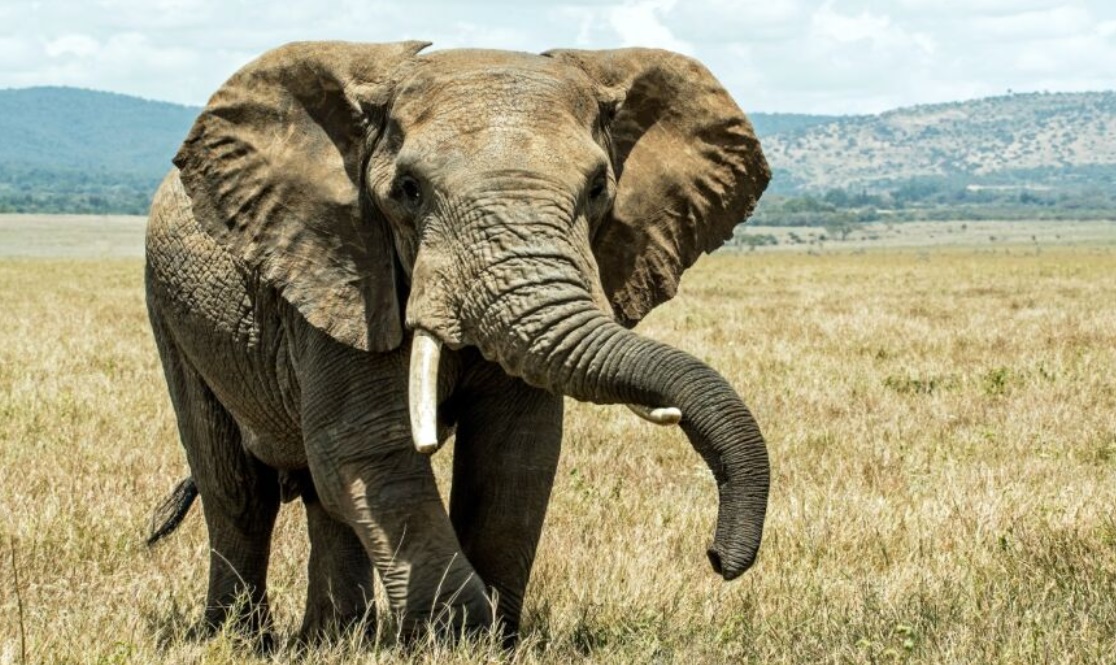 Drogan Los animales también se drogan: Estas son las especies que lo hacen ...