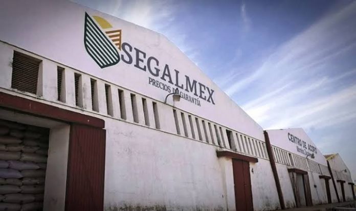 SEGALMEX adquirirá 137 mil toneladas de maíz blanco sinaloense ...