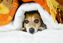 ¿Cómo evitar que mi perro o gato se altere con la pirotecnia durante las celebraciones de Año Nuevo?