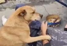 Bienestar animal ya es derecho constitucional en Guanajuato