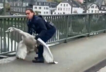 VIDEO: Policía alemana se hace viral por ‘arrestar’ a un cisne