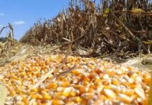 Maíz operaría 40% debajo del punto de equilibrio; alertan riesgo para el próximo ciclo