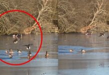 Hombre se arroja al hielo para salvar a su perro y queda atrapado; así fue el momento | VIDEO