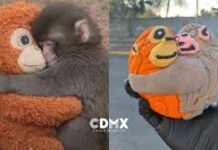 Conoce las “conchanguitos”, el tierno pan homenaje a Punch