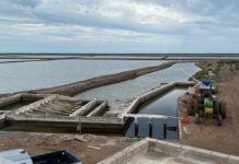 Crisis de competitividad, altos costos y contrabando desplazan al camarón mexicano del mercado: Carlos Urías