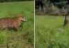 VIDEO: Agricultor es ‘escoltado’ por un enorme jaguar en su cultivo