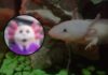 ¡Es el AjoloSimi! Botarga del Doctor Simi con cabeza de ajolote se vuelve viral