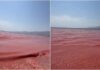 VIDEO | Una playa se transforma en una ‘alfombra roja de muerte’ por esta razón