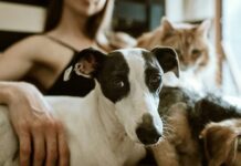 Tu mascota también cuida de ti: la ciencia explica cómo perros y gatos influyen en la salud