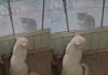 VIDEO: Gatito se vuelve viral al intentar ‘rescatar’ a su amigo castigado para salir a jugar