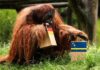 ¿El nuevo pulpo Paul? Walter, el orangután realiza su primera predicción para el Mundial 2026