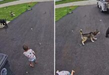 Heroína de cuatro patas: una perra se enfrenta a un oso para salvar a un niño (VIDEO)