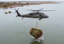 Arrojan al Océano miles de árboles de Navidad y después de 30 años ayudan a las costas afectadas a recuperarse