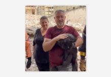 Rescatan a un gato entre los escombros de Caracas 33 días después de los terremotos