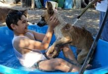 El golpe de calor en mascotas puede ser mortal: Especialista explica cómo evitarlo