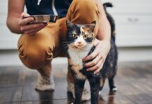 Una mujer de Texas pagó 25 mil dólares para clonar a su gata fallecida