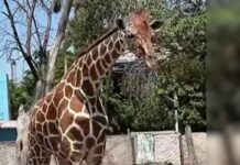 Muere jirafa Yuli tras sufrir una caída en el Zoológico de Culiacán