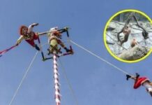 Video viral: monos sorprenden en Chapultepec con maniobras que recuerdan a los Voladores de Papantla