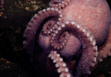 “Me estaba ahogando”: Pescador pelea por quitarse un pulpo de la cara
