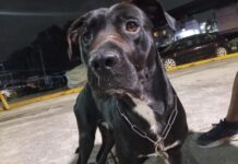Kelleb pasó de ser adoptado a quedar en el abandono porque “ya no cupo” en nuevo hogar